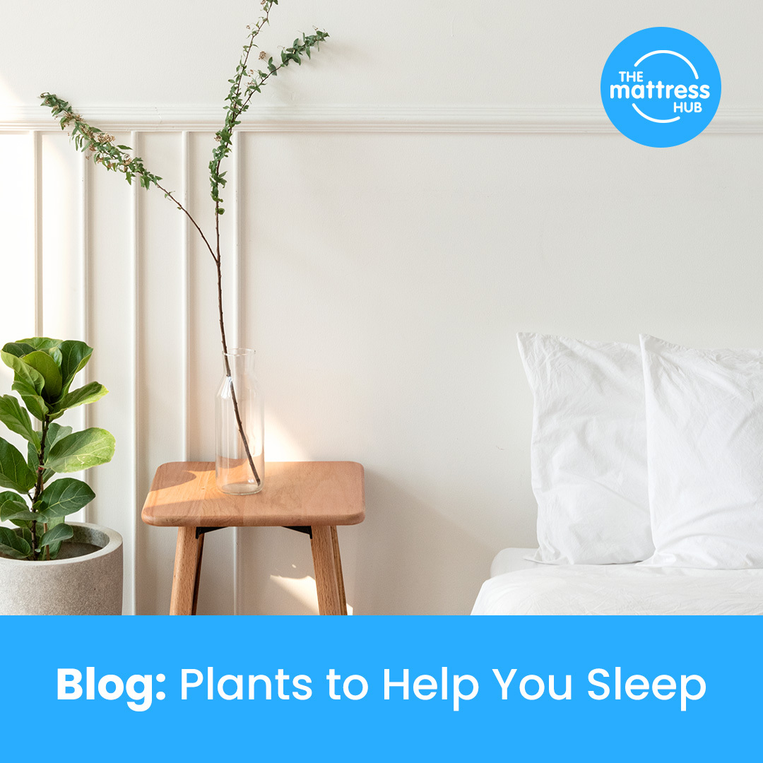 Plants to Help You Sleep