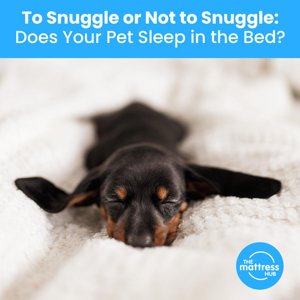 To Snuggle or Not to Snuggle Does Your Pet Sleep in the Bed?