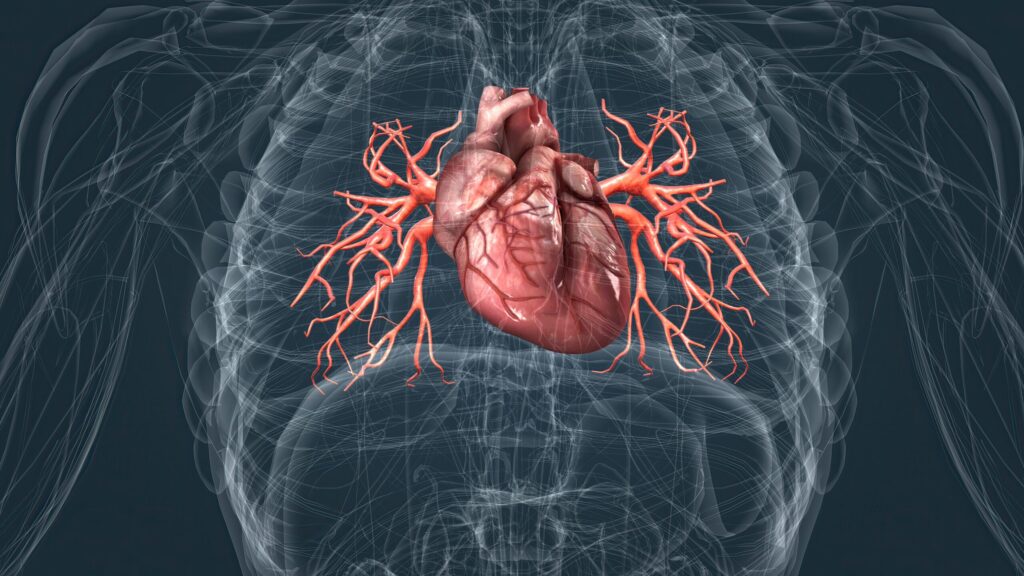 cardiovascular system